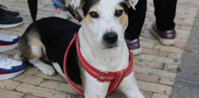 Perro acostado en el piso, en el lanzamiento de la Red Local de Proteccionistas Animales de Suba (RELPAS)