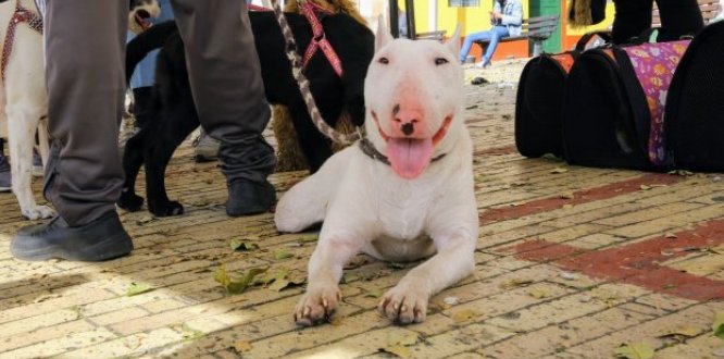 Perro Bull Terrier