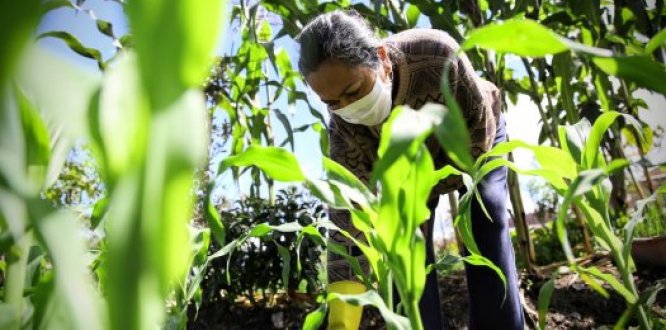 Huerta en la localidad de Suba