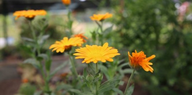 Huerta urbana de la localidad de Suba