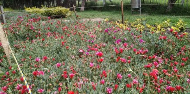 Flores que hacen parte de arreglos ambientales en espacio público recuperado en La Conejera