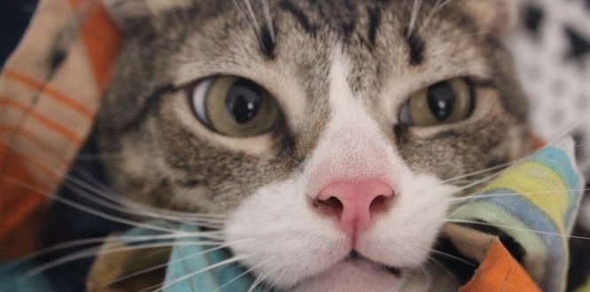 cuentos sobre perros y gatos niños Suba semana PYBA historias perros y gatos