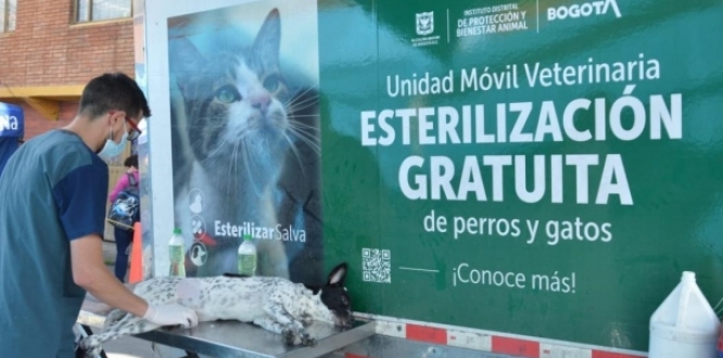 Jornada de esterilización de perros y gatos en Bogotá