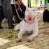 Perro Bull Terrier