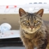 Gato callejero