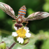 Abeja sobre flor