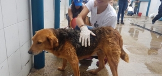 Los servicios de bienestar y proteccion animal son gratuitos