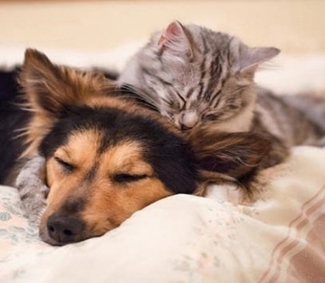 Jornadas gratuitas de esterilización para perros y gatos